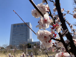 御幸公園観梅会