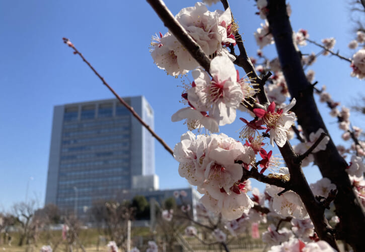 御幸公園観梅会